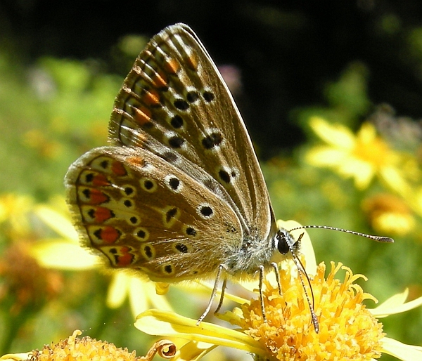 Lysandra bellargus?